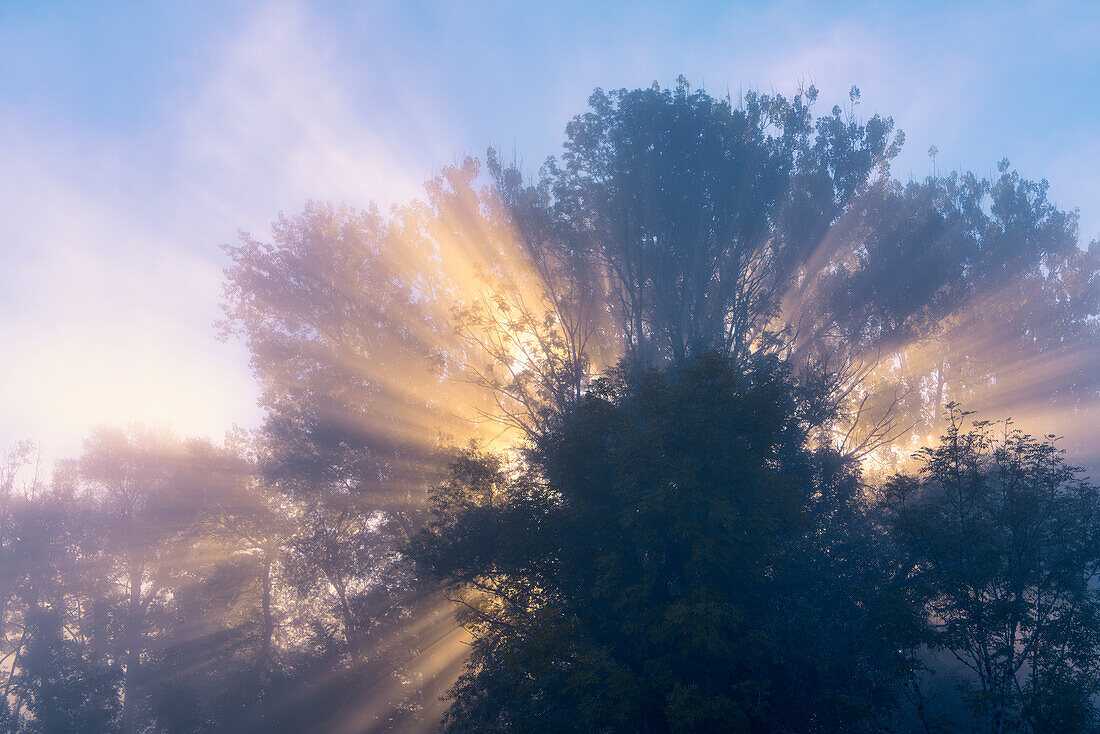 Beautiful foggy morning in the Kochelmoos in September, Sindesldorf, Großweil, Bavaria, Germany