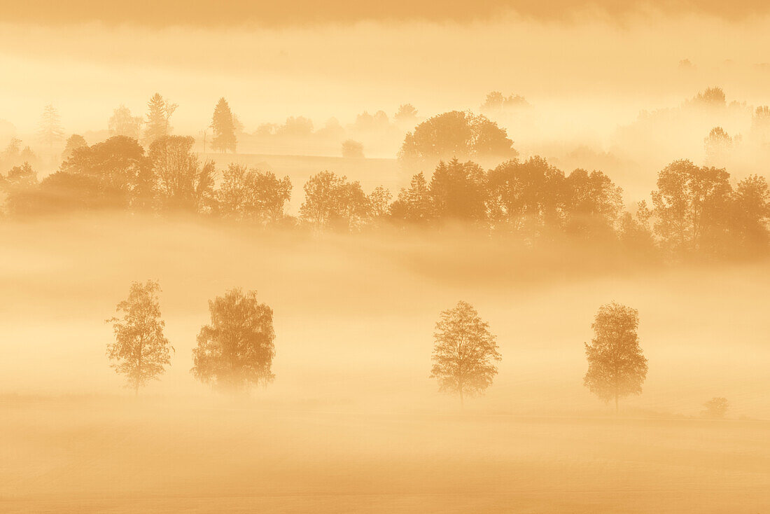 Herrlicher Nebelmorgen im Kochelmoos im September, Sindesldorf, Großweil, Bayern, Deutschland