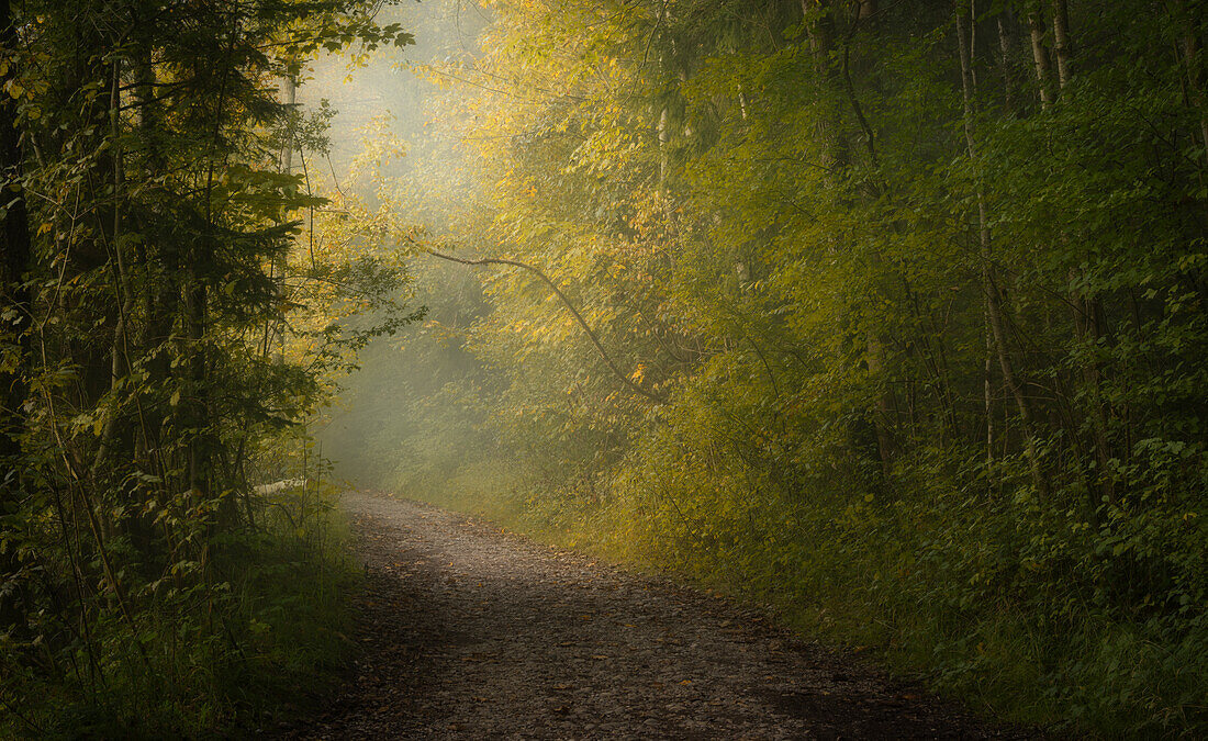 Foggy September morning in the Isar valley near Baierbrunn, Bavaria, Germany