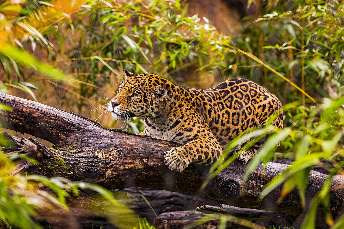 Ein markanter Jaguar auf dem Sprung im Berliner Zoo, Berlin, Deutschland