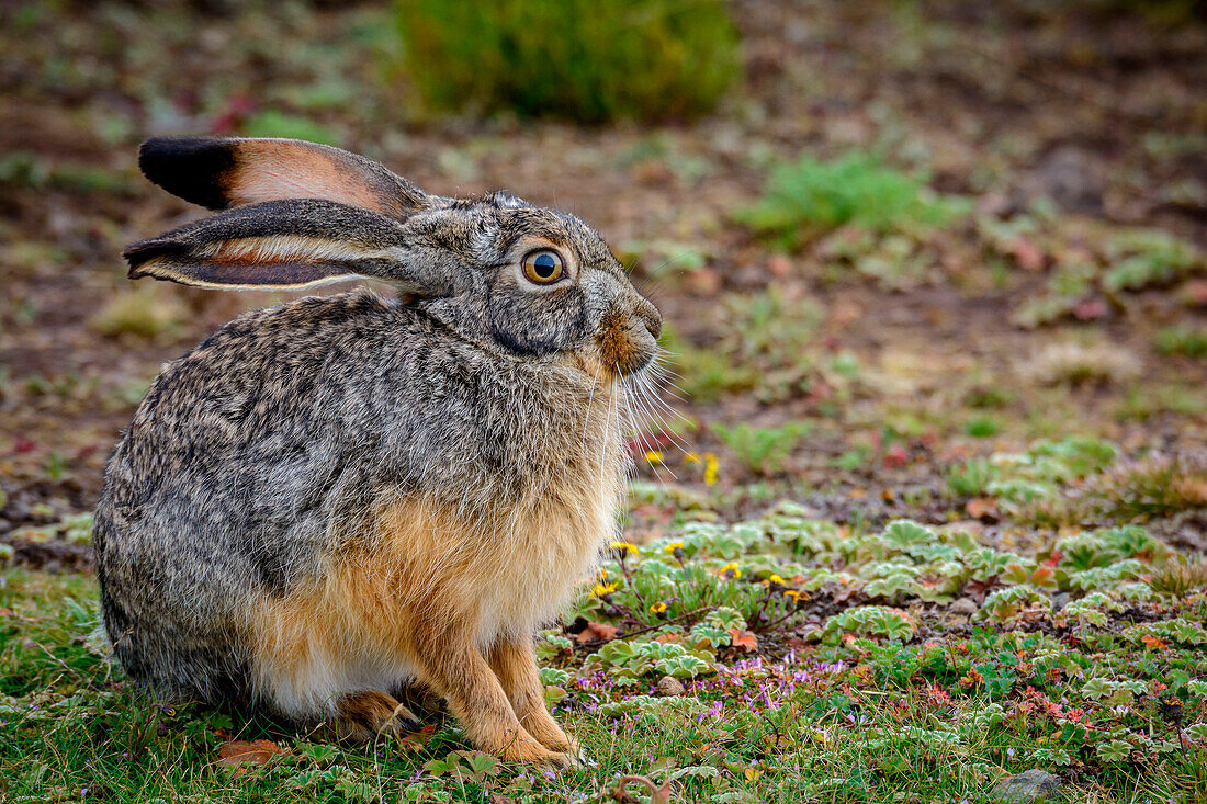 Starcks Hase (Lepus starcki). Bale-Mountains-Nationalpark. Äthiopien.