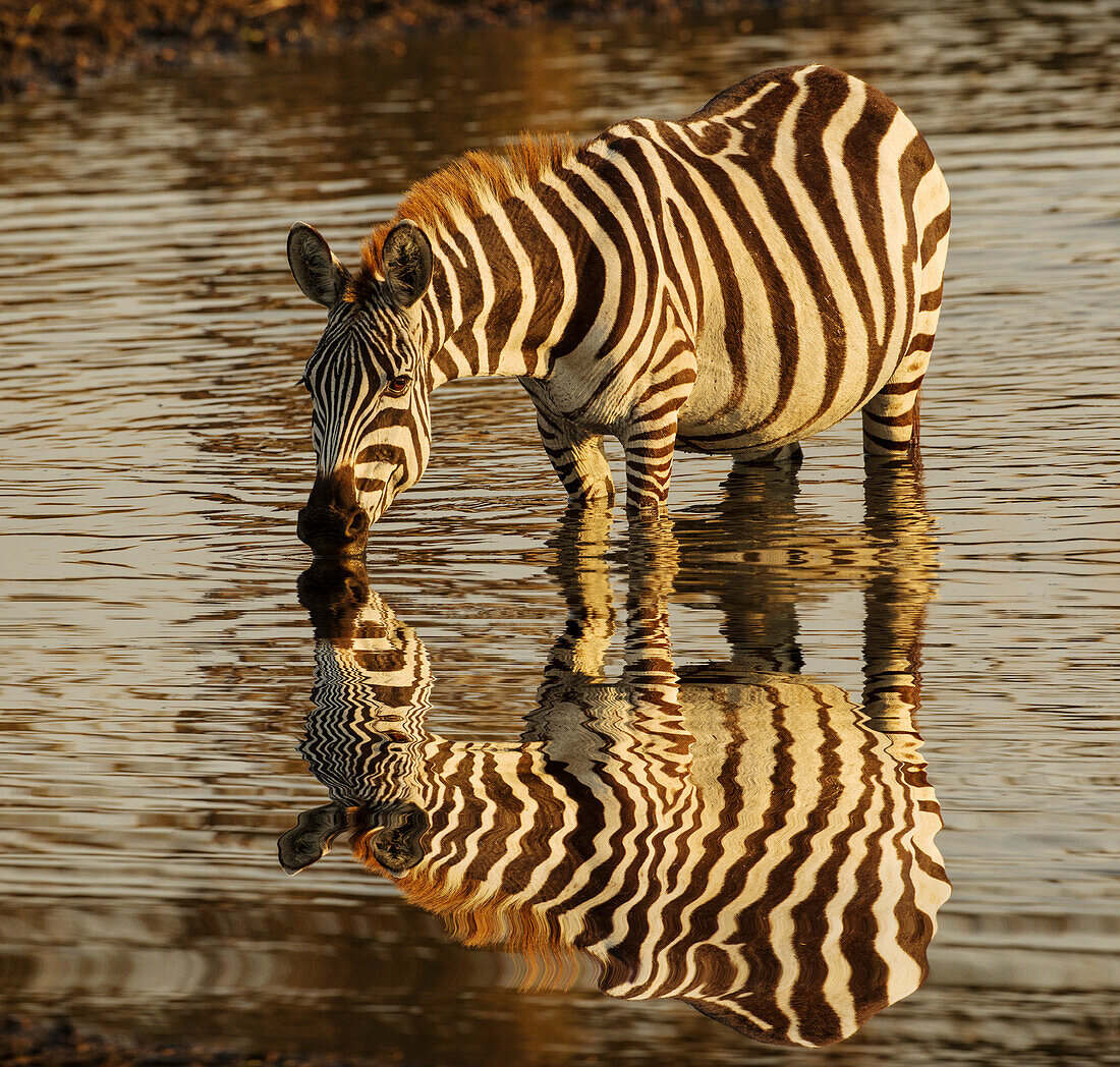 Burchell-Zebra trinken bei Sonnenaufgang, Masai Mara, Kenia, Afrika, Equus quagga