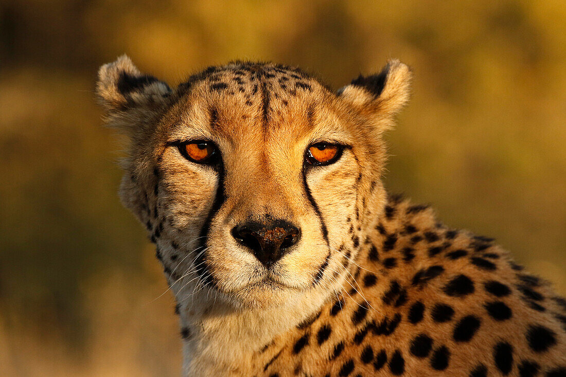 Kenya, Masai Mara National Reserve. Cheetah close-up at sunset.