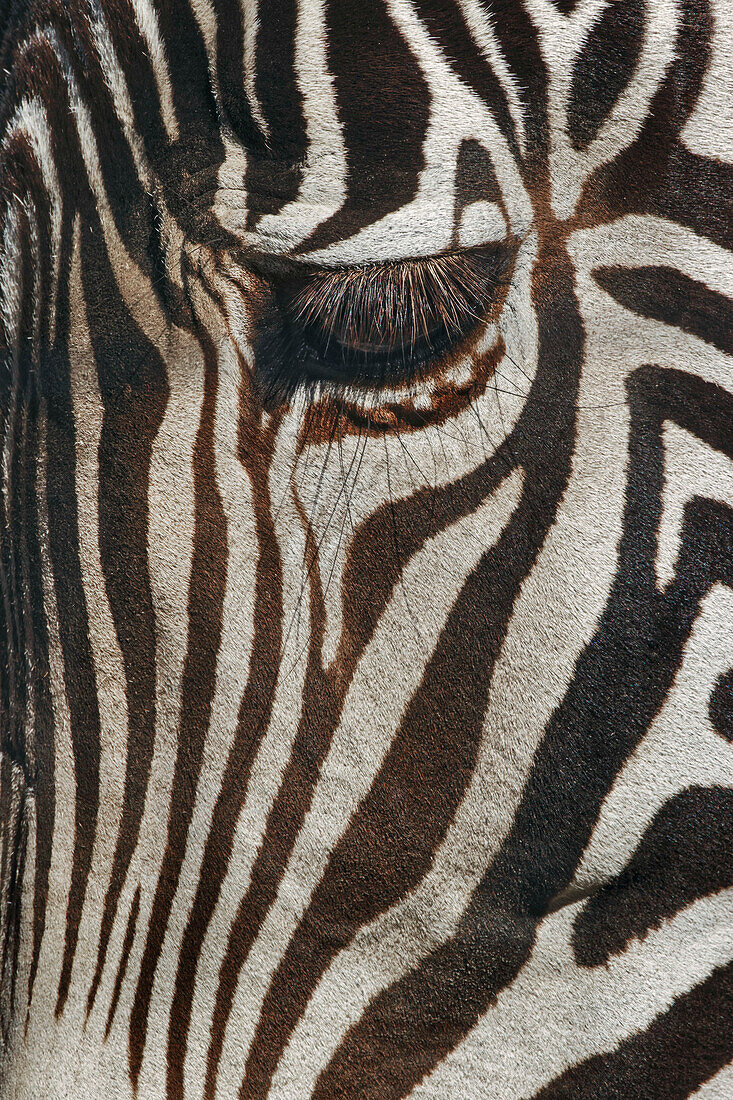 Nahaufnahme des Burchell-Zebras. Masai Mara, Kenia, Afrika
