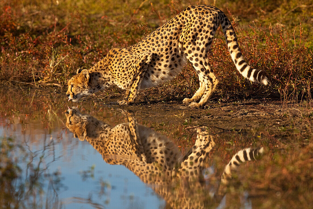 Namibia. Erwachsener Gepard, der im Wasser trinkt und reflektiert.
