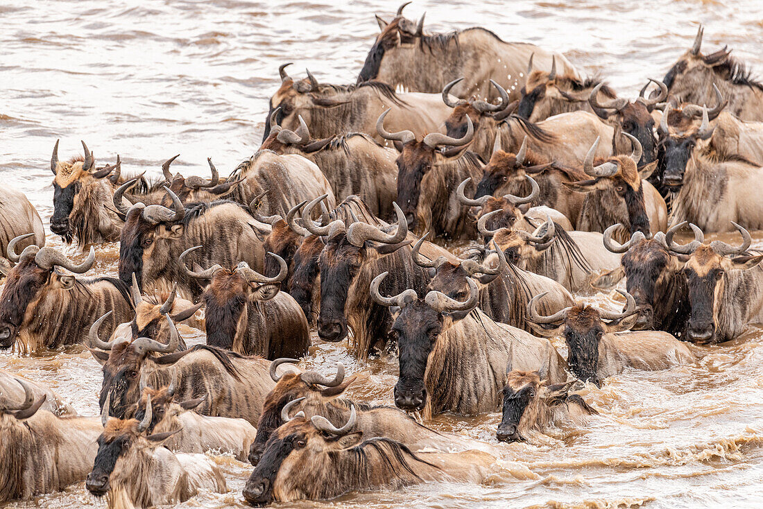 Afrika, Tansania, Serengeti-Nationalpark. Gnus, die den Mara-Fluss überqueren