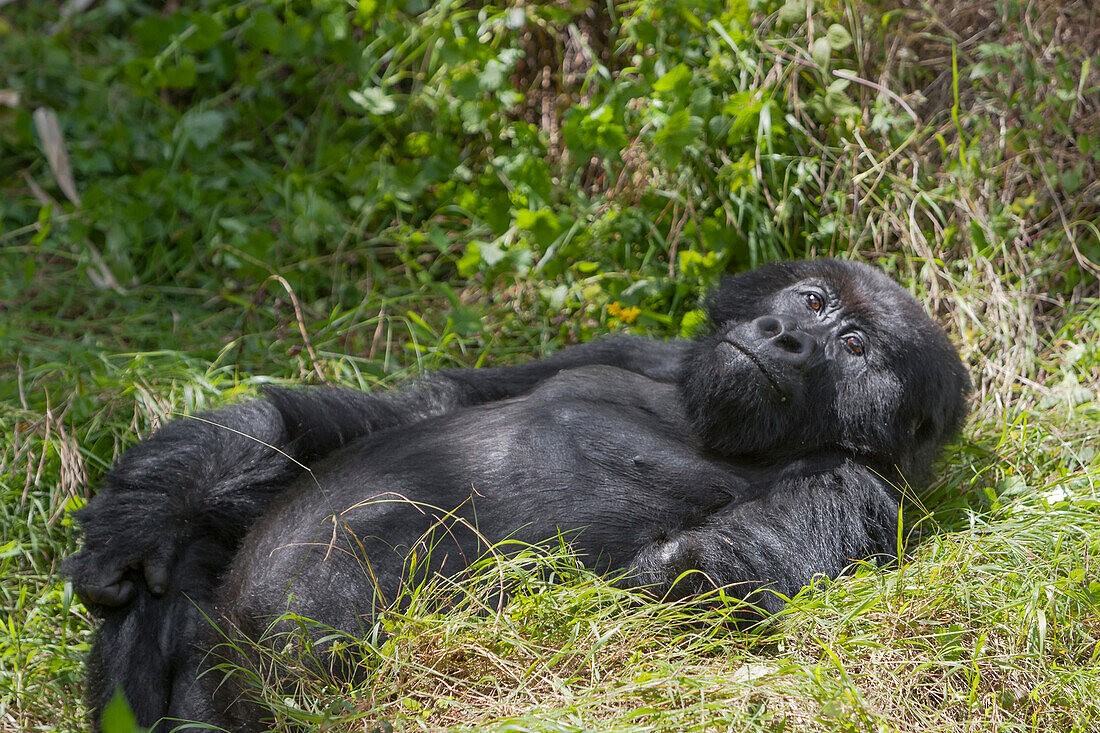 Africa, Rwanda, Volcanoes National Park. Blackback gorilla watching us.
