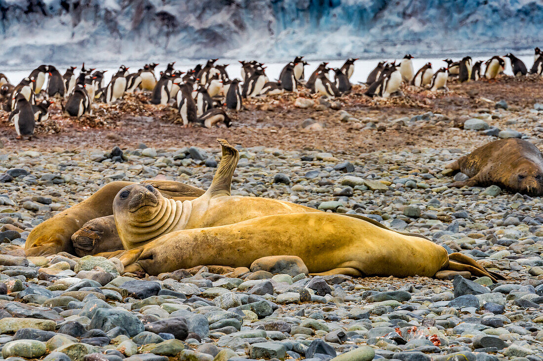 Southern elephant seals and Gentoo Penguin rookery, Yankee Harbor, Greenwich Island, Antarctica.
