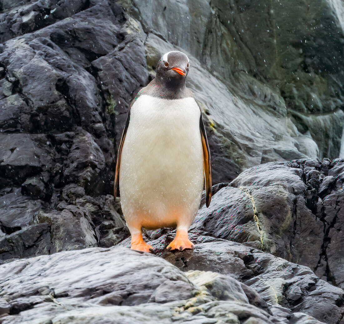 Gentoo penguin, Paradise Bay, Skontorp Cove, Antarctica