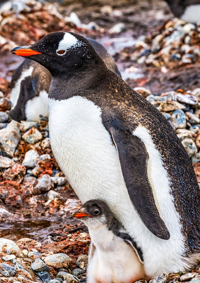 Eselspinguin-Familie und Küken, Yankee Harbor, Greenwich Island, Antarktis.