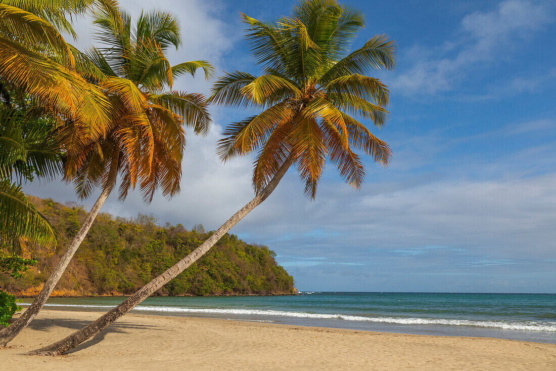 Karibik, Grenada, Grenadinen. Palmen und Meer am Strand von La Sagesse