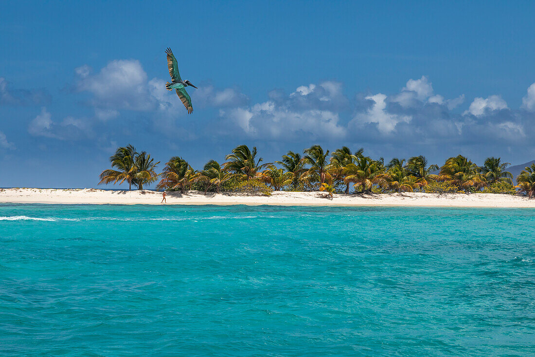 Karibik, Grenada, Sandy Island. Pelikan fliegt über Ozeanufer