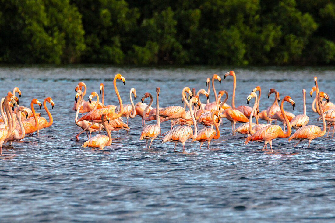 Karibik, Trinidad, Caroni-Sumpf. Amerikanische größere Flamingos im Wasser