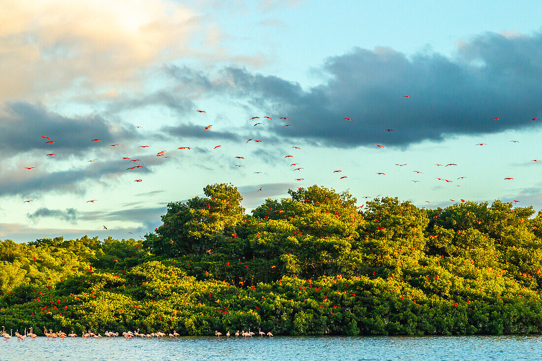 Karibik, Trinidad, Caroni-Sumpf. Scharlachrote Ibis-Vögel im Flug und Flamingos im Wasser