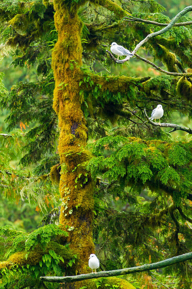 Canada, British Columbia, Inside Passage. Mew gulls in tree