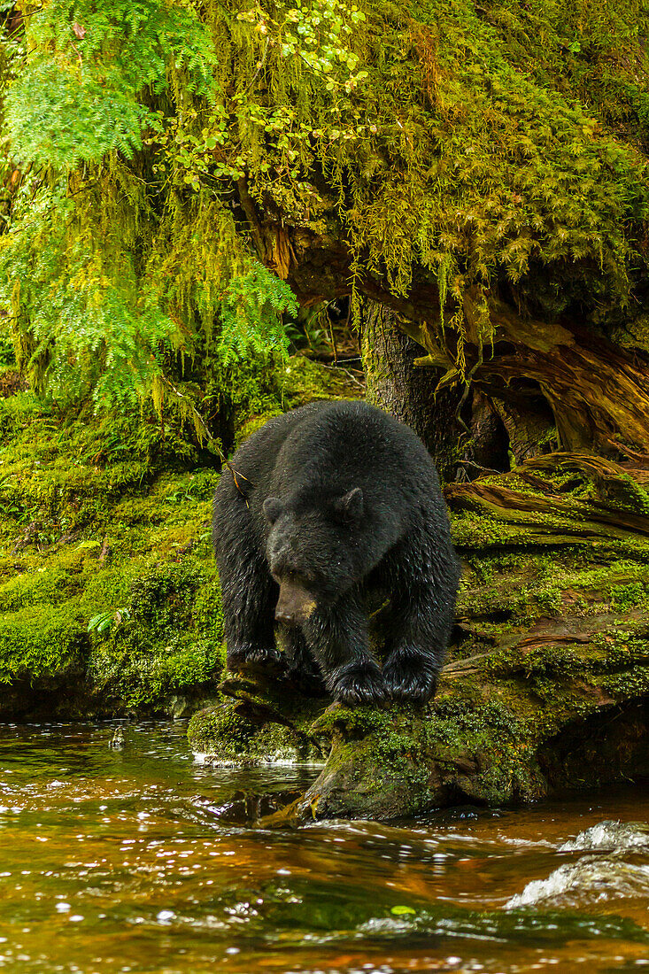 Canada, British Columbia, Inside Passage. Black bear fishing on Qua Creek