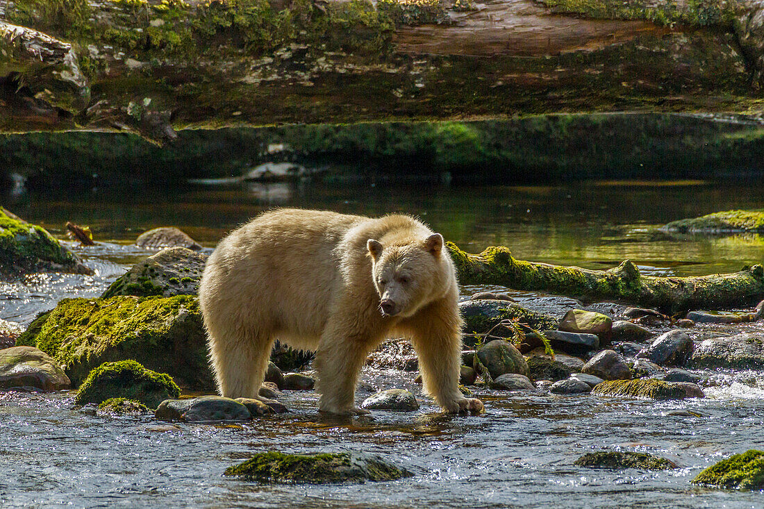 Canada, British Columbia, Inside Passage. White Spirit Bear hunts for fish on Riordan Creek