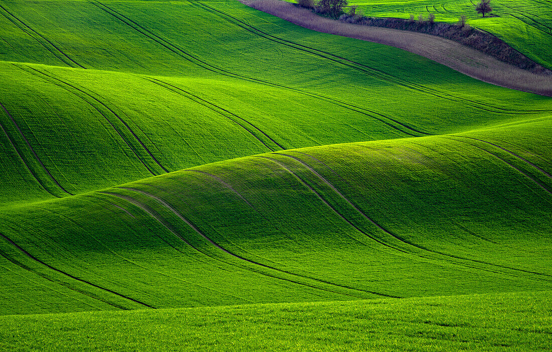 Europe, Czech Republic. Moravia wheat fields