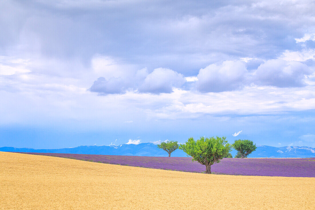 Europe, France, Provence, Valensole Plateau. Lavender and wheat crops and trees