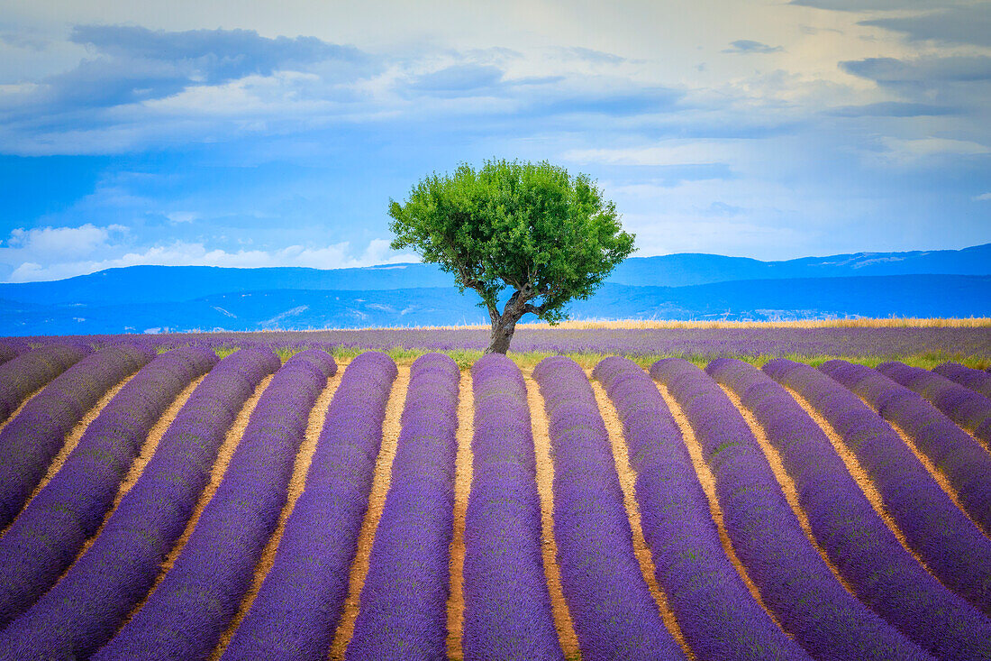 Europa, Frankreich, Provence, Hochebene von Valensole. Lavendelfeld und Baum
