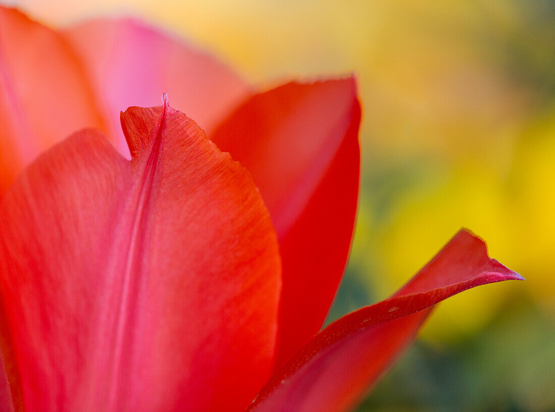 France, Giverny. Close-up of red tulip petals