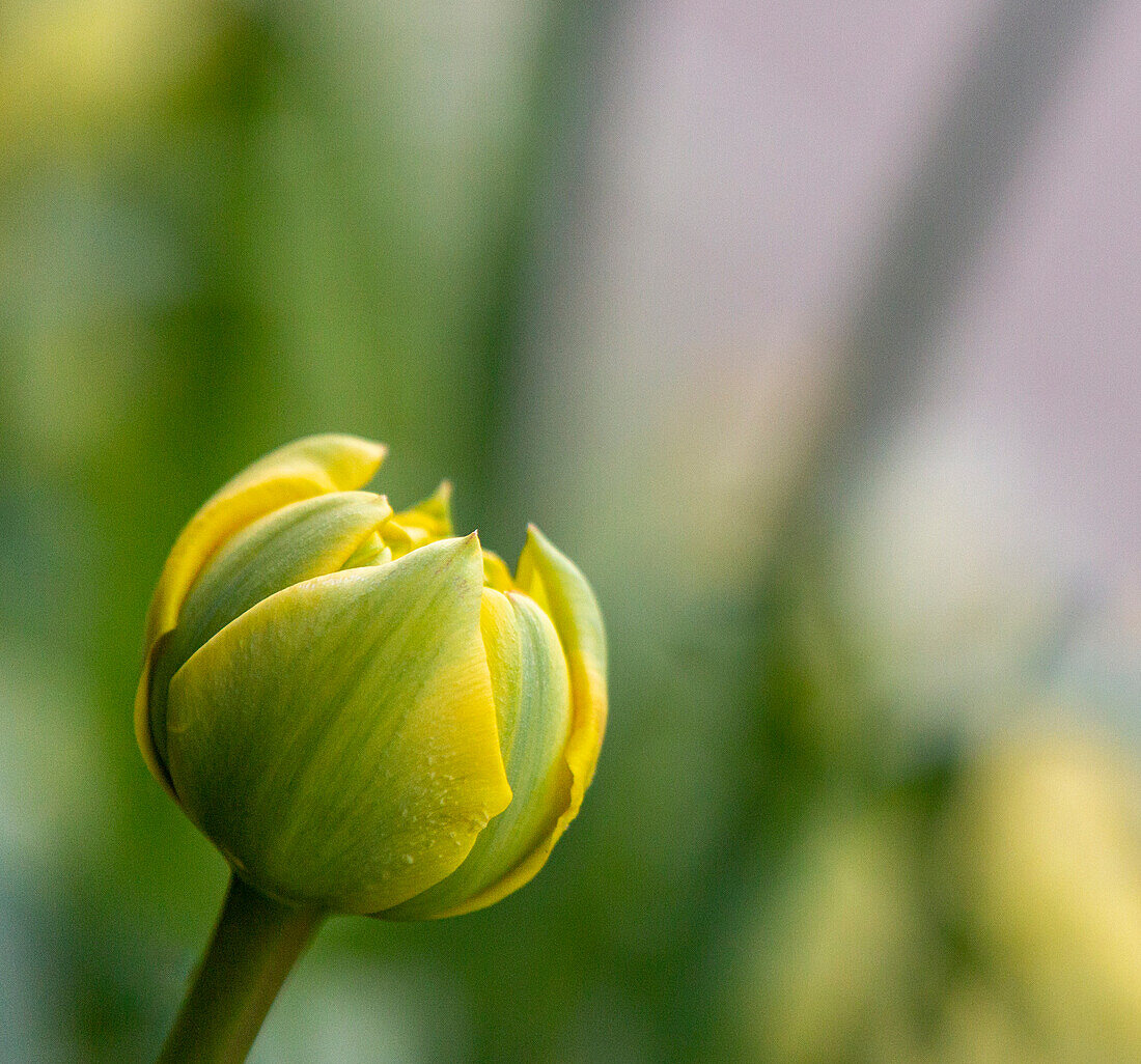 France, Giverny. Close-up of a yellow tulip bud in Monet's Garden