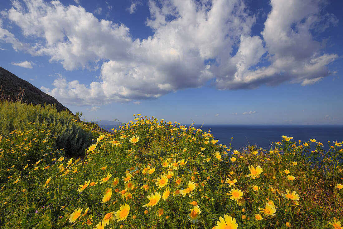 Europa, Griechenland, Santorin. Wildblumen und Ozeanlandschaft