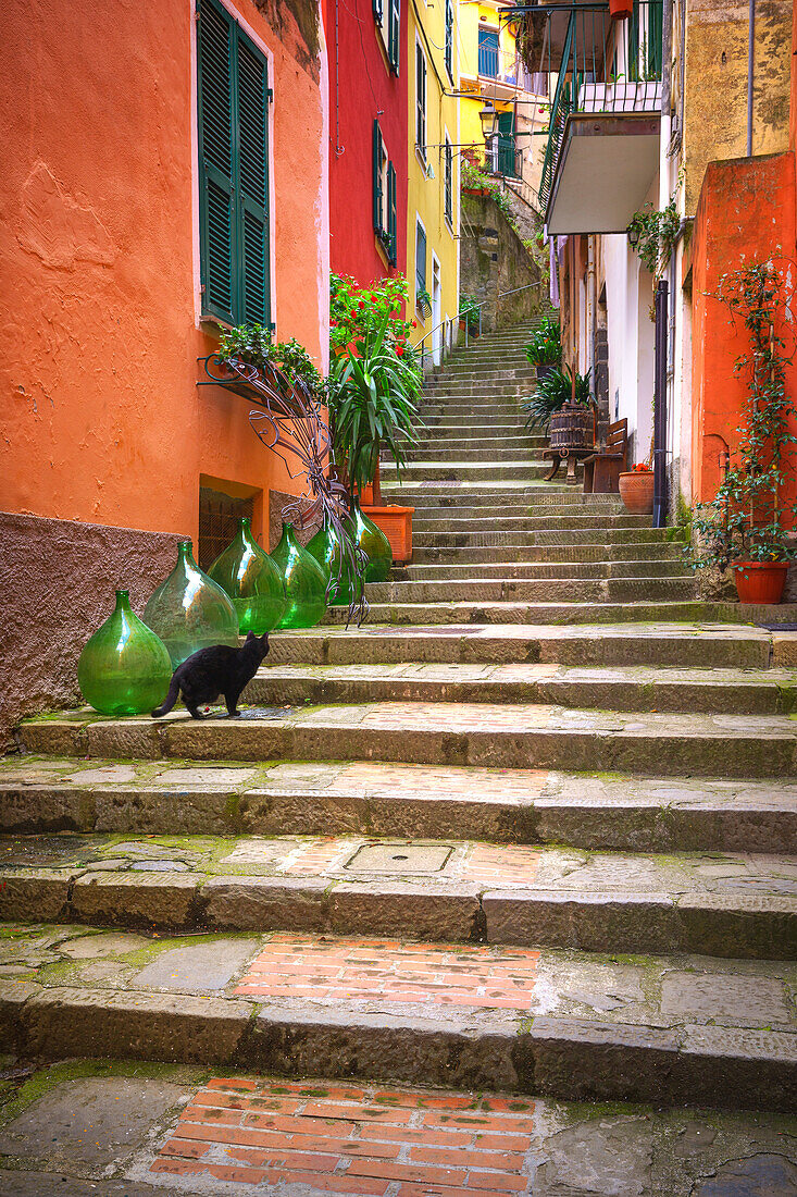 Europe, Italy, Monterosso. Cat on long stairway