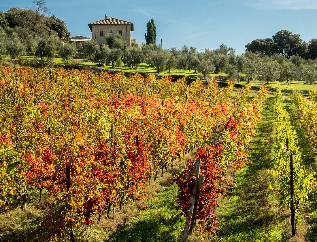 Europe, Italy, Chianti. Vineyard in autumn in the Chianti region of Tuscany.