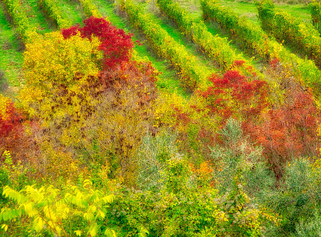 Europe, Italy, Chianti. Fall colored trees in a vineyard.