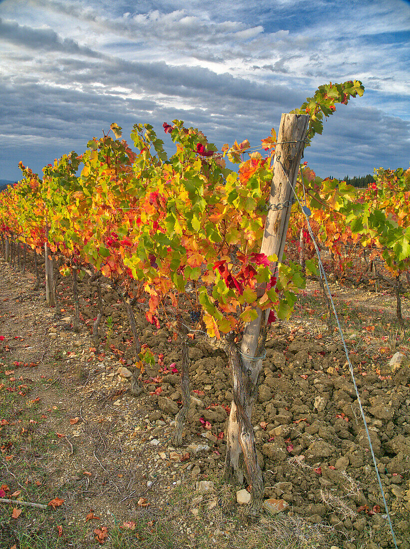 Italy, Tuscany. Colorful vineyards in autumn with blue skies and clouds in the Chianti region of Tuscany.