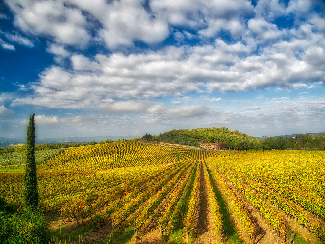 Italy, Tuscany. Vineyard leading to a farmhouse in Tuscany with blue skies and puffy clouds.