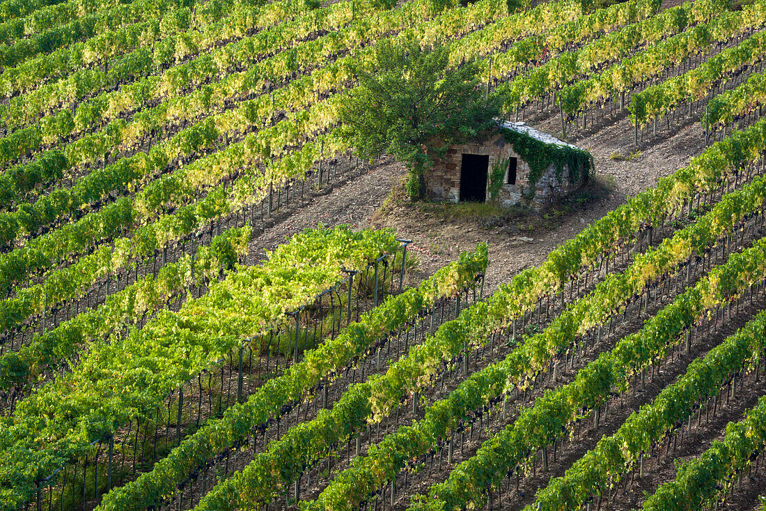 Italien, Toskana. Weinberg mit Trauben am Rebstock und kleinem Schuppen auf dem Feld.