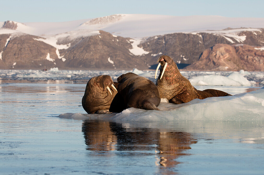 Norwegen, Svalbard, Spitzbergen. Walrosse liegen auf Eis