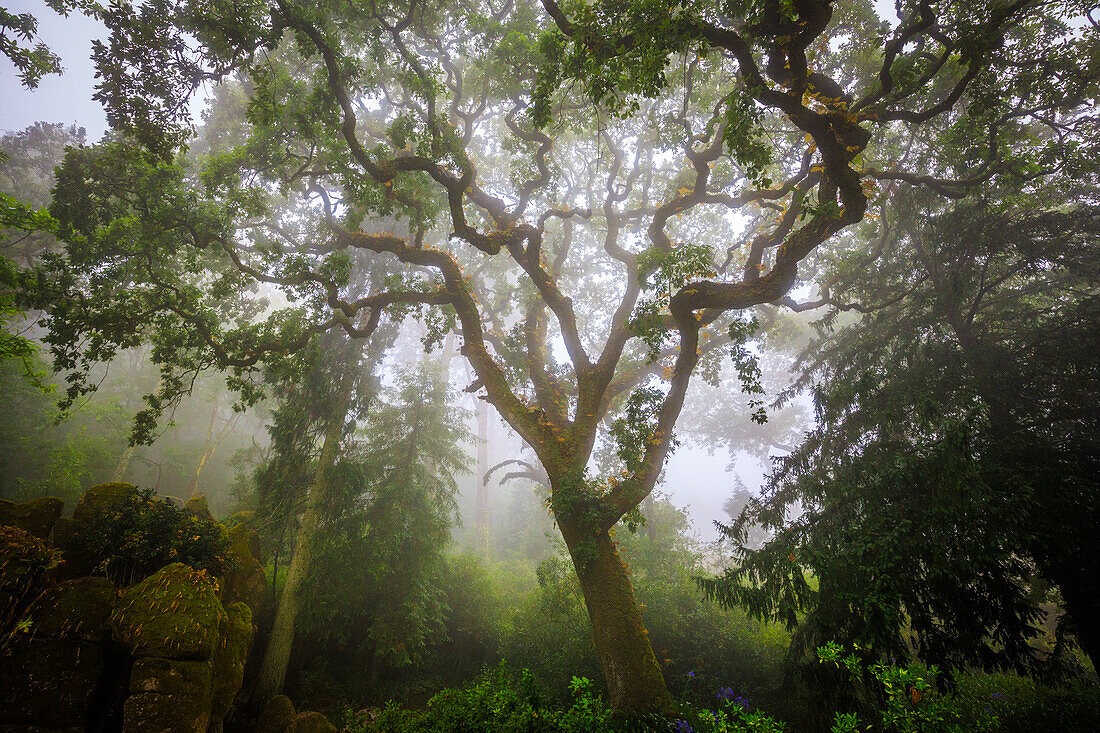 Europa, Portugal, Sintra. Wald im Nebel