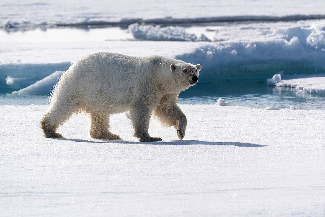 Packeis nördlich von Svalbard. Ein Porträt eines gehenden Eisbären auf dem Packeis.