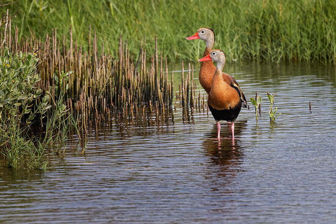 Paar schwarzbäuchige pfeifende Enten, South Padre Island