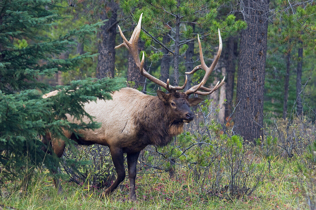 Rocky Mountain Bull Elk