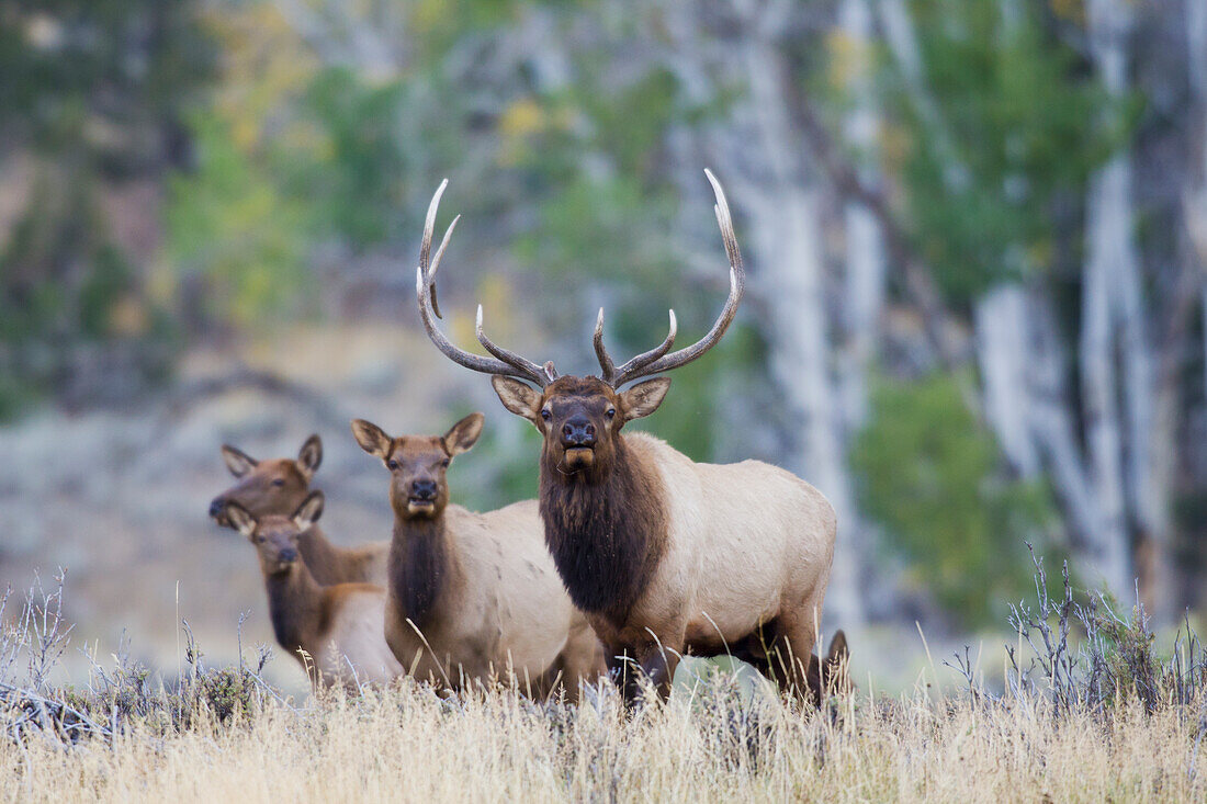 Rocky Mountain Bull Elk mit Harem von Kühen