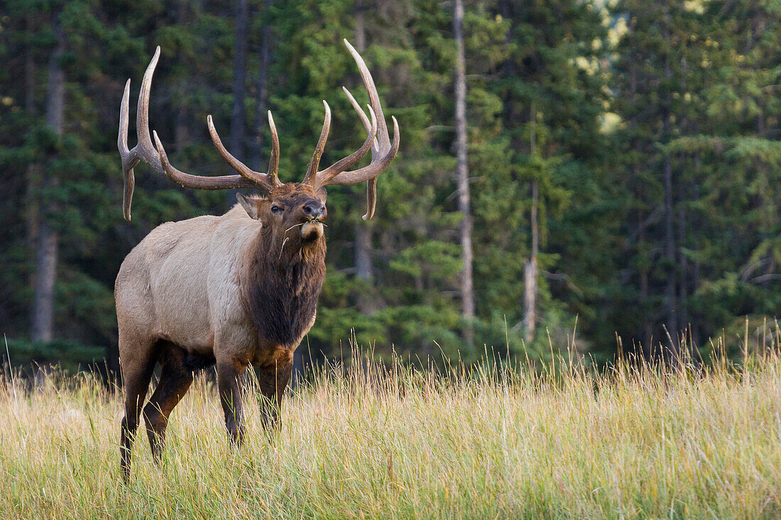 Bull Elk Grimassen schneiden