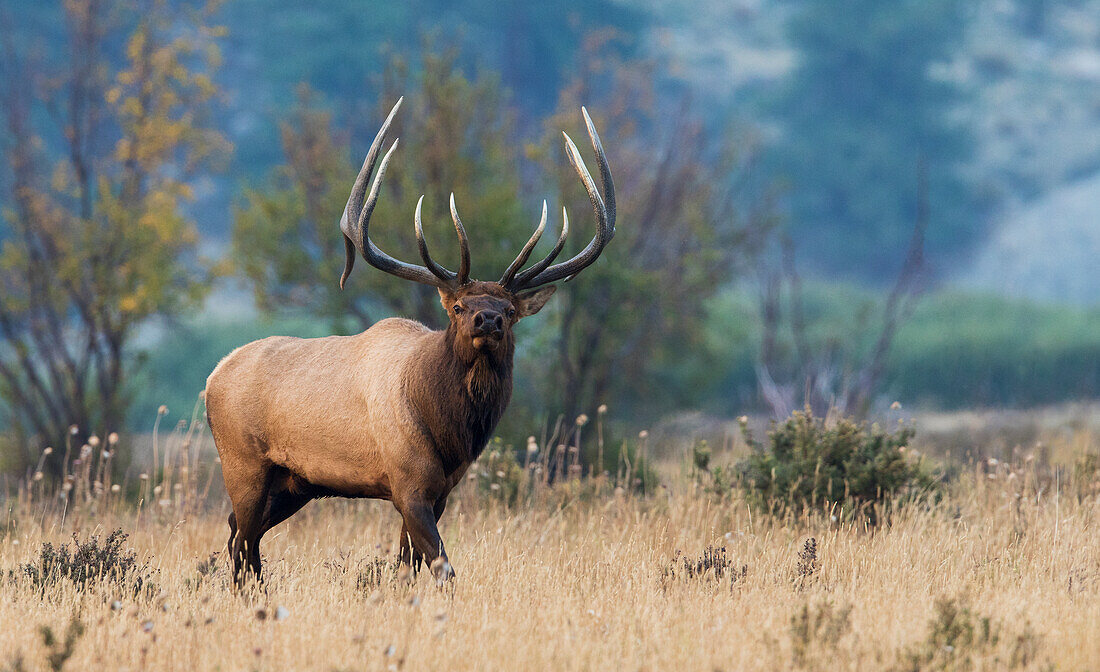 Rocky-Mountain-Elchbulle