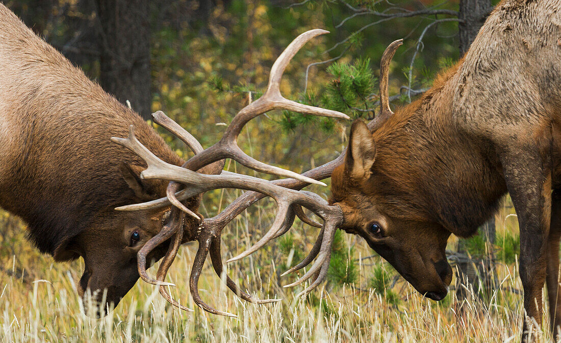 Rocky Mountain Elk, Sparringsbullen