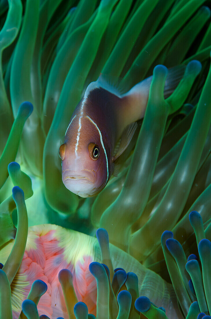 South Pacific, Solomon Islands. Close-up of pink anemonefish in tentacles