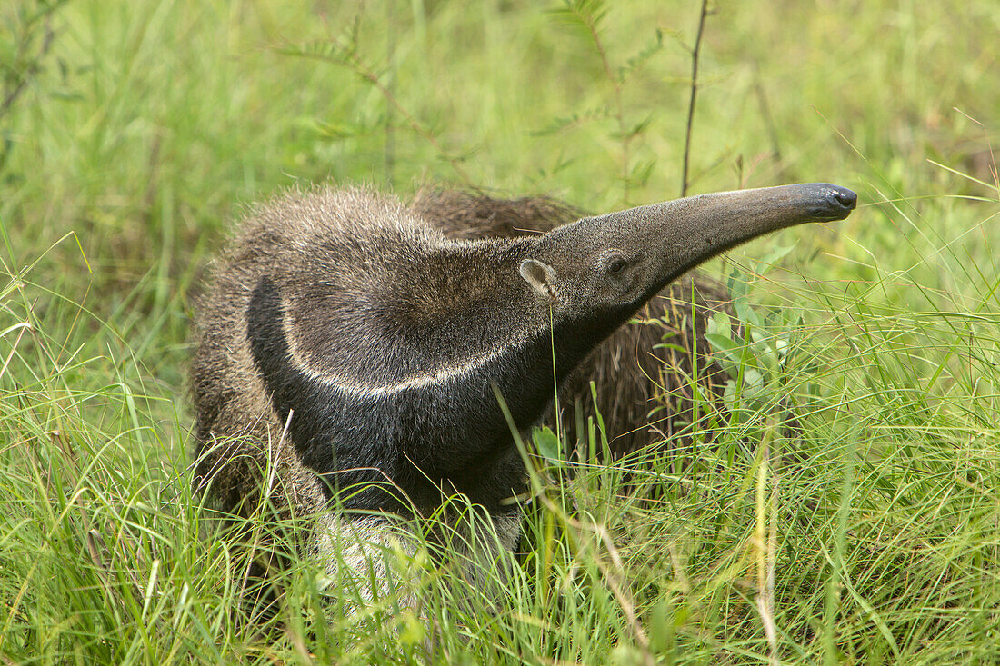 Brazil, Pantanal. Giant anteater igrass