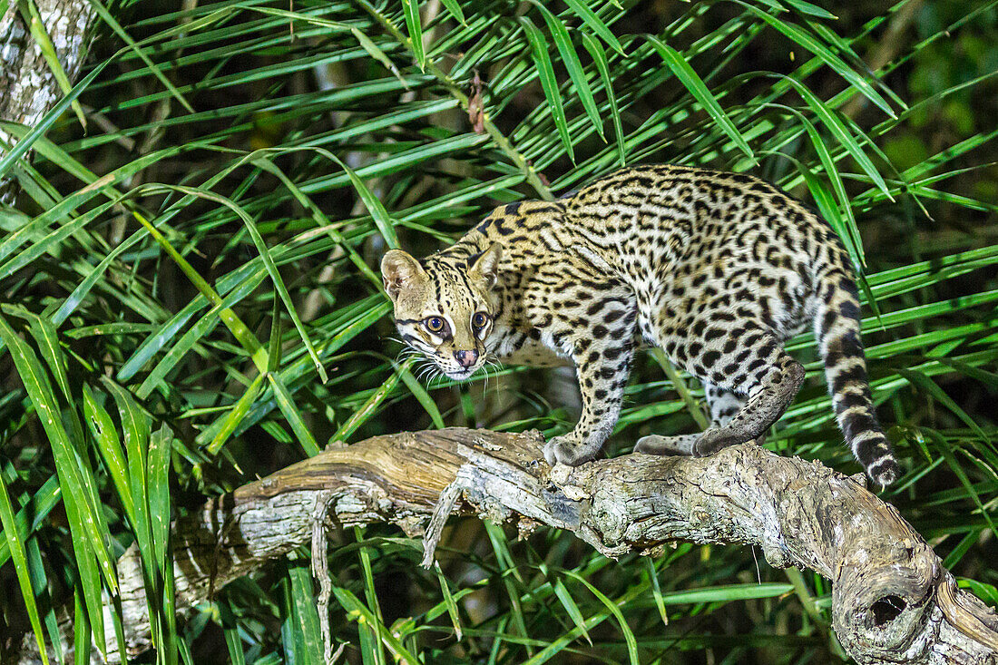 Brazil, Pantanal. Ocelot on tree branch