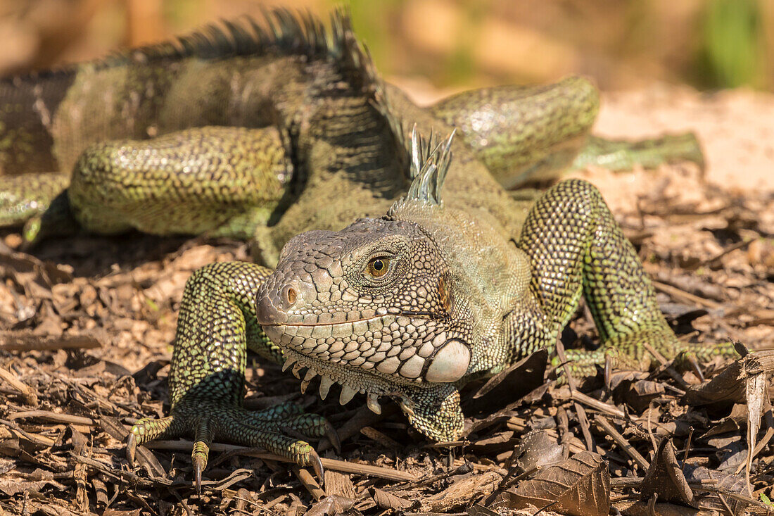 Brazil, Pantanal. Green iguana
