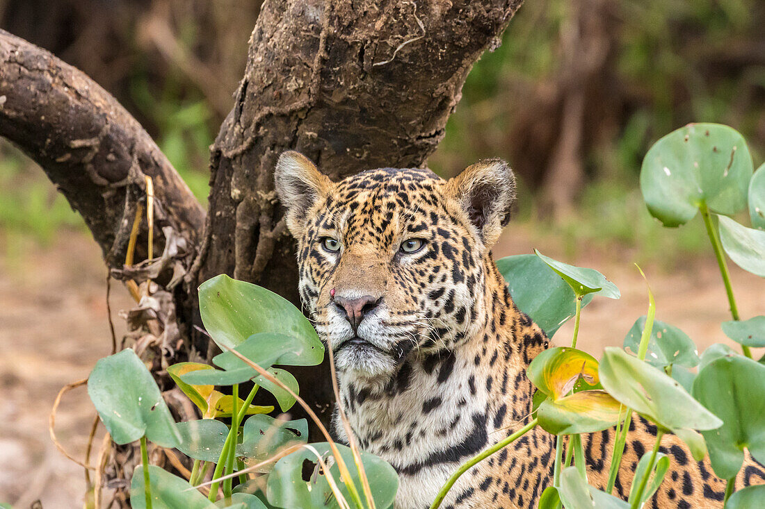 Brasilien, Pantanal. Nahaufnahme des Jaguars