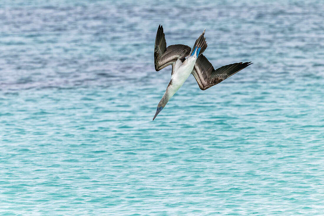 Blue-footed booby diving for fish, San Cristobal Island, Galapagos Islands, Ecuador