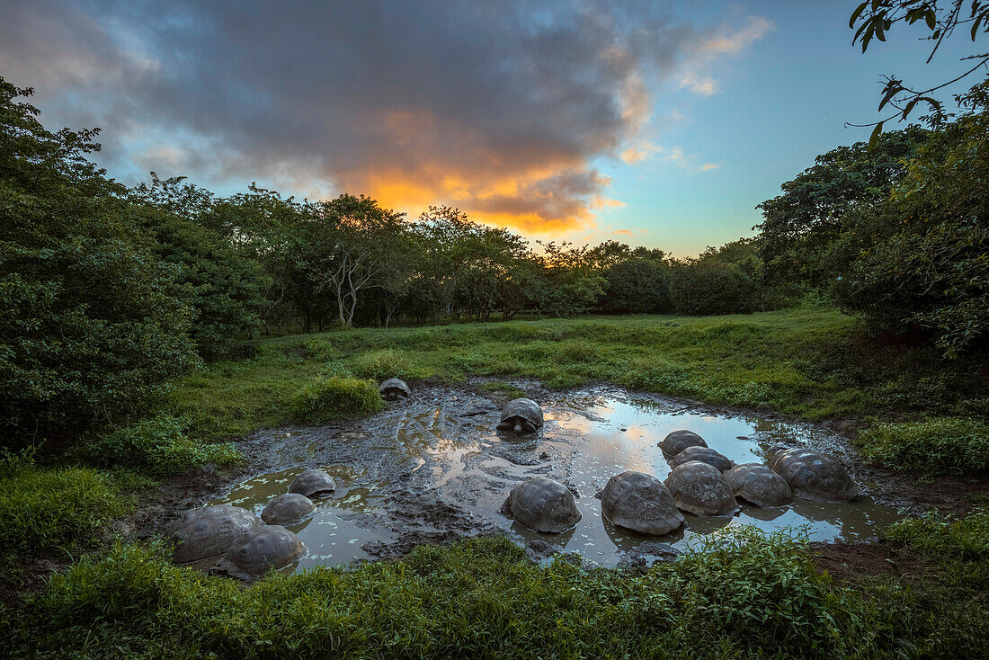 Galapagos-Riesenschildkröte versammelt sich bei Sonnenuntergang in einem kleinen Teich. Insel Genovesa, Galapagos-Inseln, Ecuador.