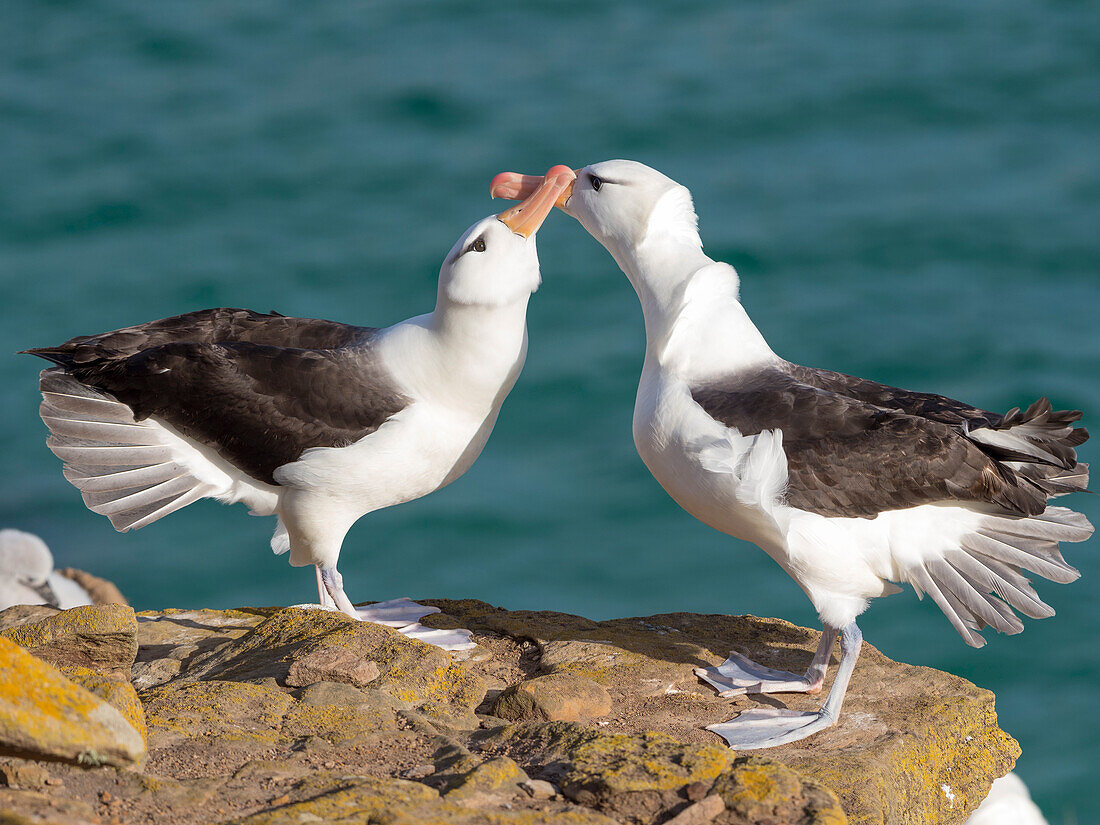 Black-browed albatross or black-browed mollymawk, typical courtship and greeting behavior, Falkland Islands.